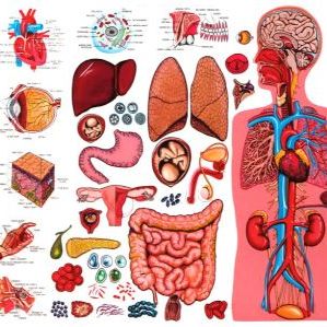 Les fonctions métaboliques Alimentation / Respiration / Filtration - Module 3