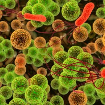 Pathogènes alimentaires, maîtrise et analyse microbiologique